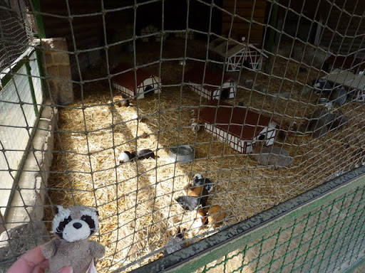 http://lh3.ggpht.com/_OF-vzidW69c/TAQuo5K30fI/AAAAAAAACSA/dkp-EzZvQ0g/5%20-%20iluaP%20-%20Wildpark%20%2839%29.JPG