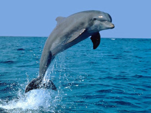 [jump dolphin[4].jpg]