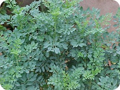 arruda arruda