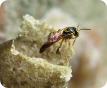 Jatai Jatai