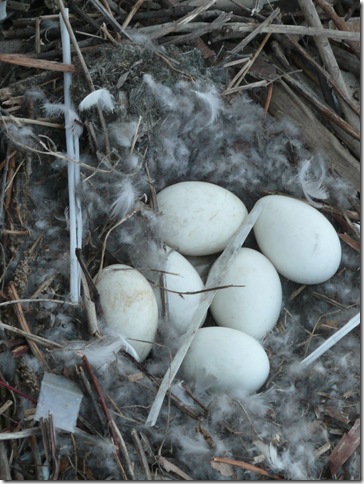 nest nest
