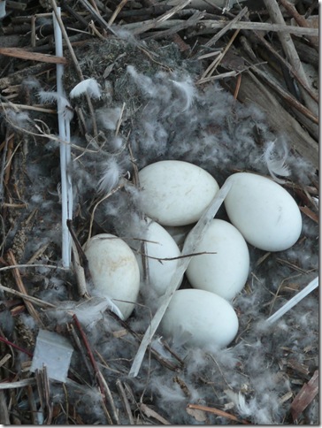 nest