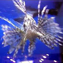 Lion fish