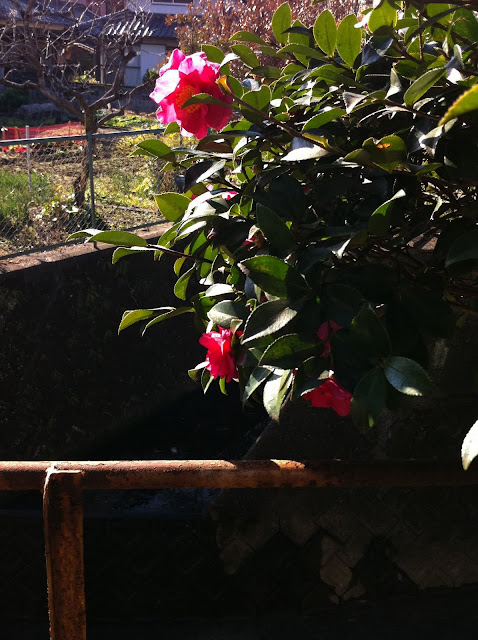 椿の花