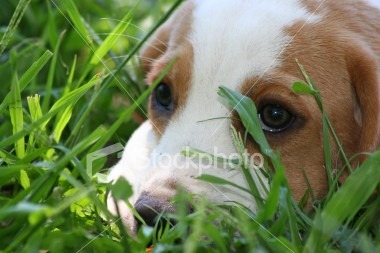 [istockphoto_1125127-puppy-hiding-in-grass[3].jpg]