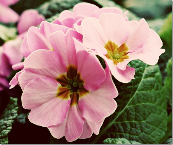 flowers2