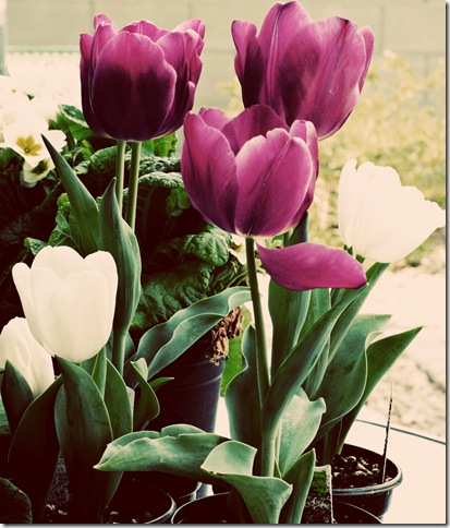 tulips2
