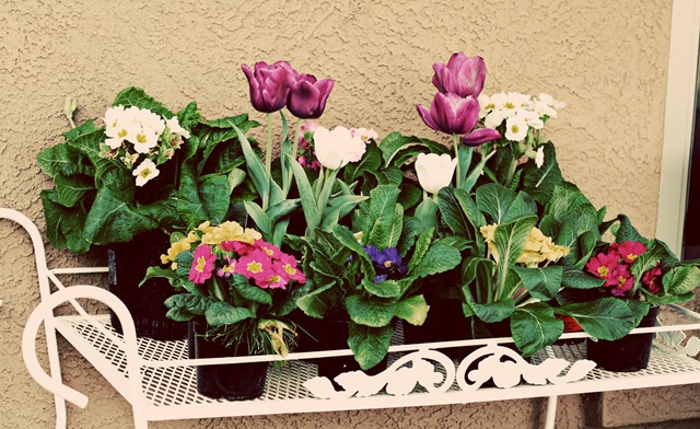 [flowers[2].jpg]