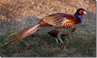 pheasent_with_gun