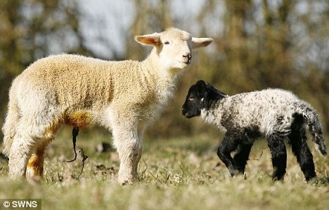 [giant_lamb[4].jpg]