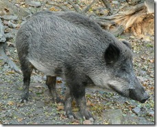 wild boar