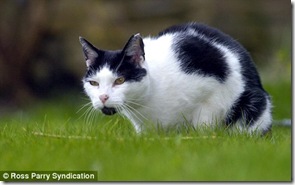 cat
