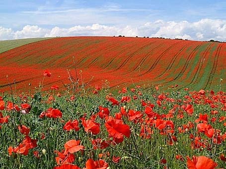 [poppies[2].jpg]