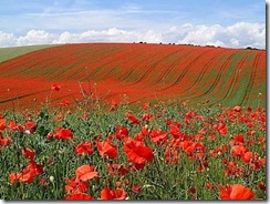 poppies