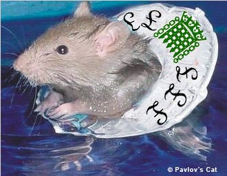 [commons_rat[7].jpg]