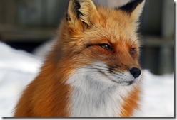 foxi