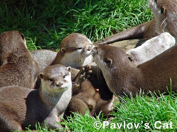 [otters[4].jpg]