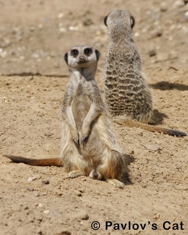 [meerkat_1[7].jpg]