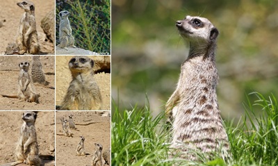 View Meerkats