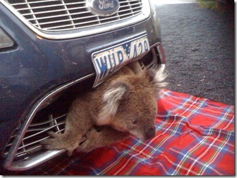 koala