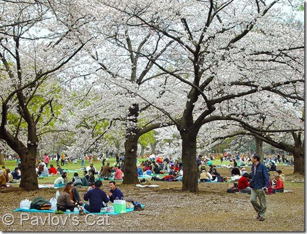yoyogi