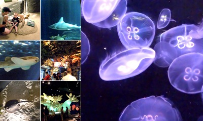 View Shedd Aquarium ~ Oceanarium and Wild Reef