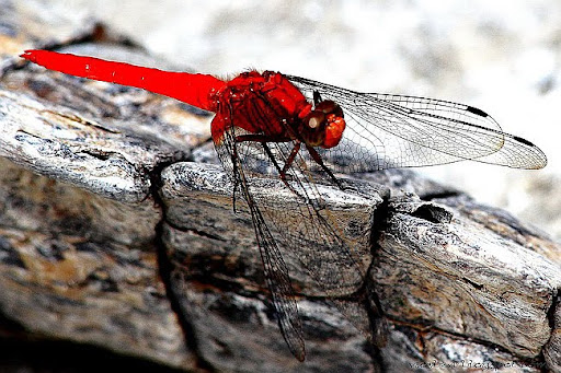 Red+dragonfly+wings