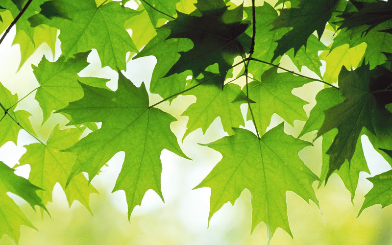 Maple