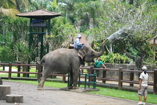 Spectacle d'Eléphants