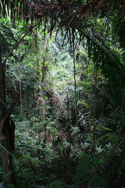 Jungle épaisse