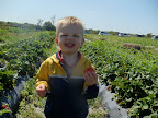 Picking strawberries (or...eating strawberries!)