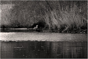 Graureiher an der Hamme
