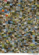 PoAA A3 poster