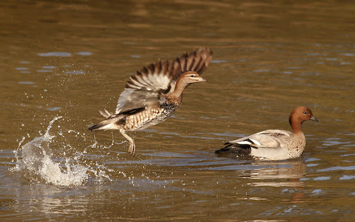 Color Mini Mandarin Ducks picture