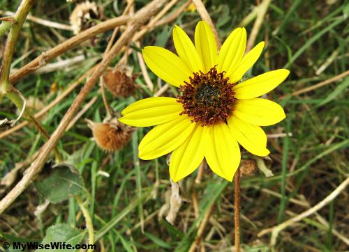 Wild flowers grow here Wild flowers grow here
