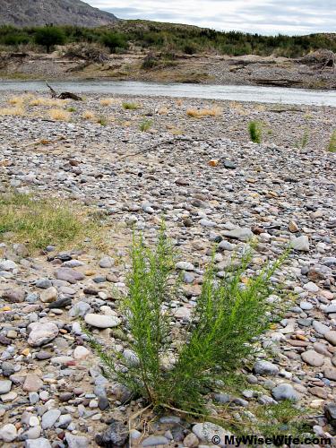 Pebbles path before reaching the river banks Pebbles path before reaching the river banks