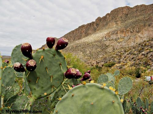 Opuntia (Prickly pear cacti) with its fruits Opuntia (Prickly pear cacti) with its fruits