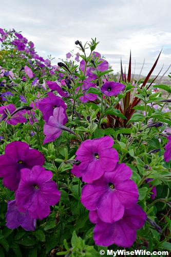 Morning glory?
