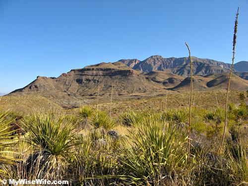 Sotols color the desert and mountains Sotols color the desert and mountains
