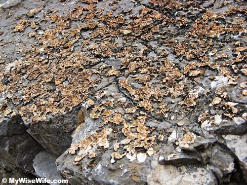 Seashells fossil on rocks Seashells fossil on rocks