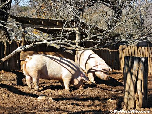 Pigs