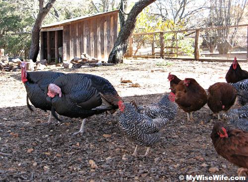 Turkeys and chickens