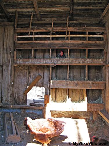 Typically, a hen produces an egg a day!