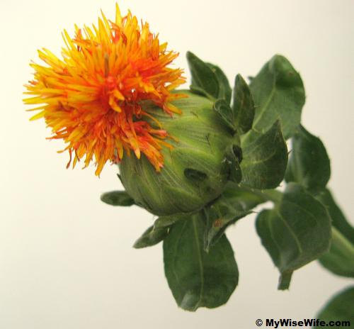 Safflower or Carthamus tinctorius Safflower or Carthamus tinctorius
