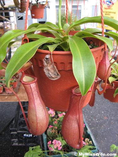 Monkey cup plant for sale Monkey cup plant for sale