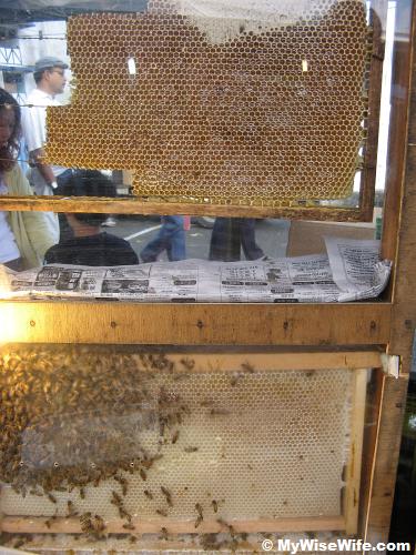 Wild honey from bee and its hive Wild honey from bee and its hive