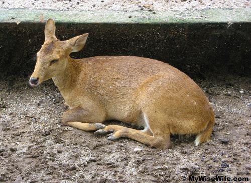 A tame resting fawn (Axis deer) A tame resting fawn (Axis deer)