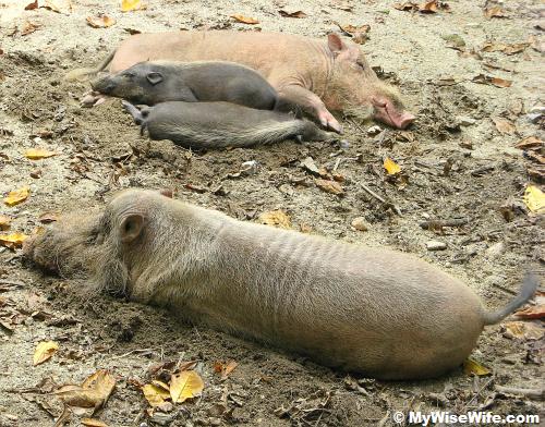 A family of Bearded Pig are sleeping soundly A family of Bearded Pig are sleeping soundly