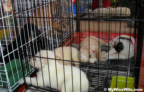 Anyone want a pet? Anyone want a pet?