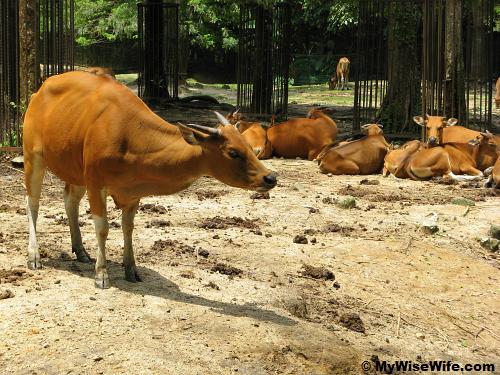 The female Bos javanicus in the herds The female Bos javanicus in the herds